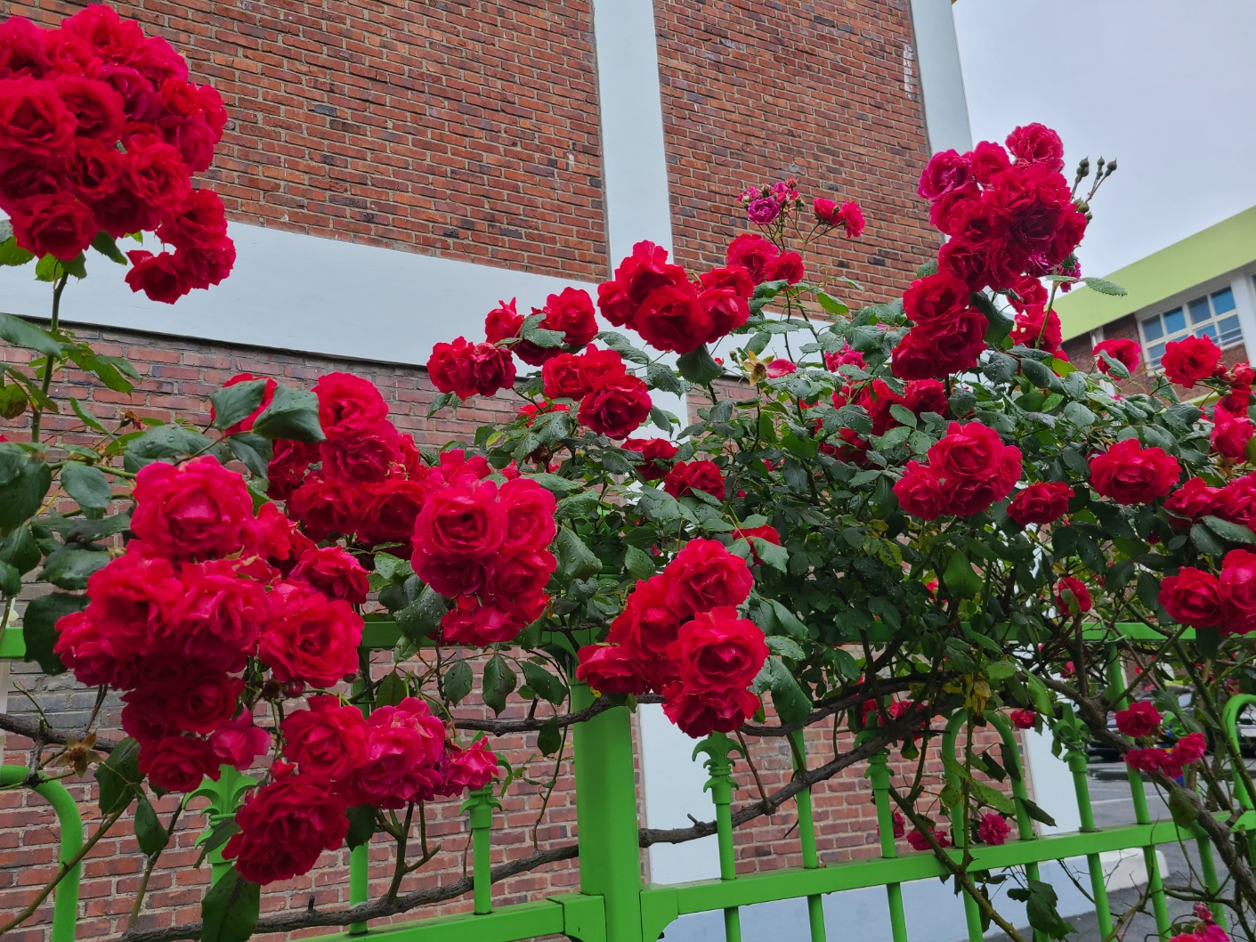 5월 중순의 장미