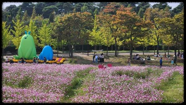 2024 드림파크 국화축제: 인천의 가을 대표 꽃 축제