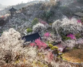 광양 매화축제_21