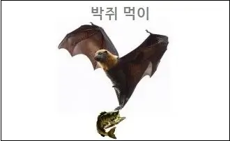 박쥐 먹이