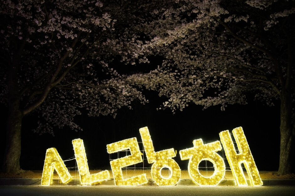 고창 벚꽃 축제 2026 완벽 가이드