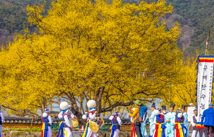 구례 산수유축제
