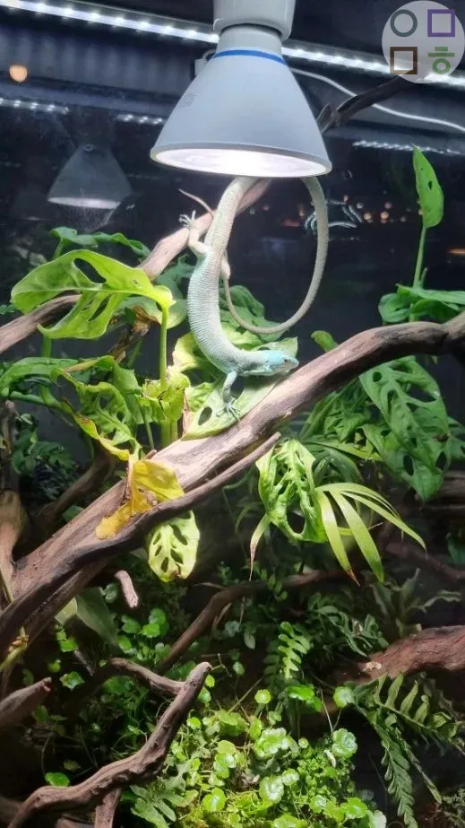 도마뱀-나무-타는-모습-색-아름다움