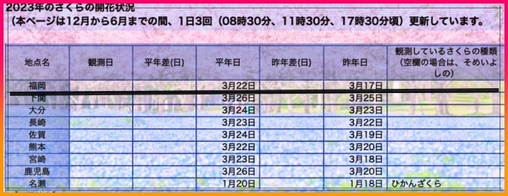 후쿠오카벅꽃개화시기