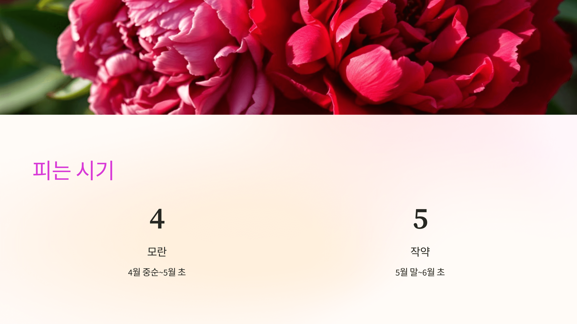 모란꽃 사진입니다.