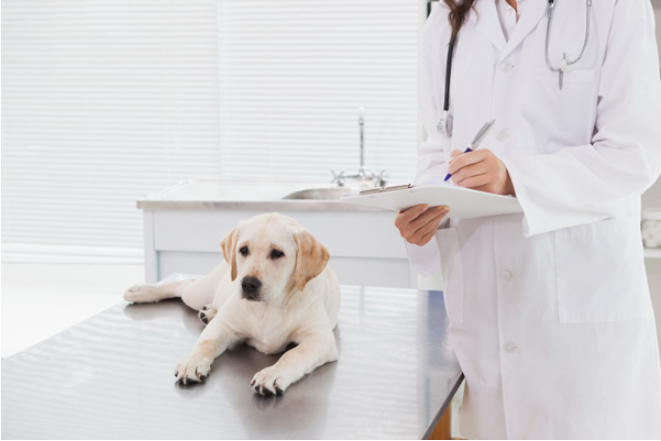 강아지 노즈워크 (스트레스 해소, 두뇌 활동, 실내 훈련)