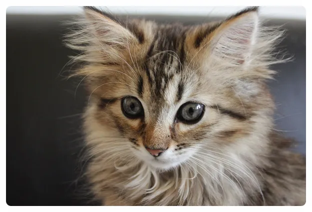 노르웨이숲 고양이 유전병 분양 털빠짐_2