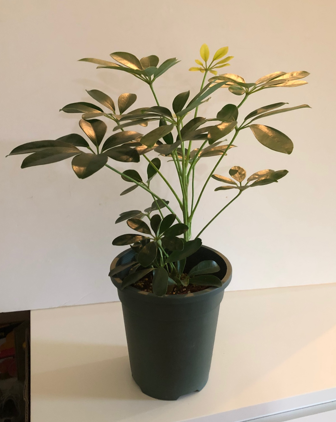 Schefflera 