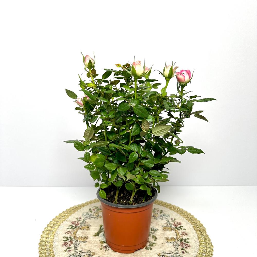 미니장미 키우기 물주는 방법