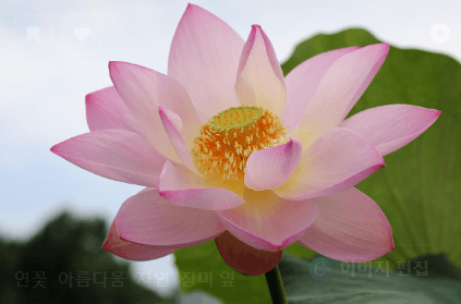 연꽃