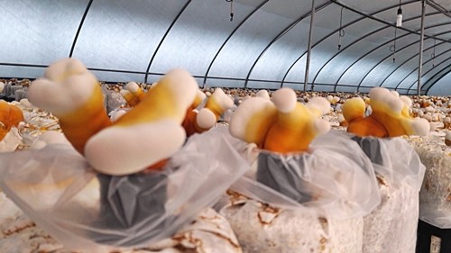 오늘N 2540회 가족이 뭐길래 드림버섯농장 표고버섯, 노루궁뎅이버섯, 녹각영지버섯까지 건강한 먹거리 주문방법