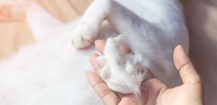 뒹굴고 있는 고양이와 탈모가 있는 사람의 손.