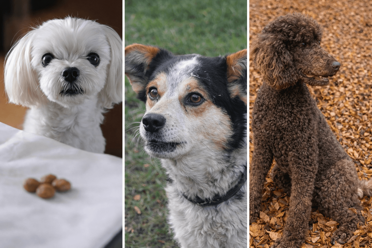 반려견 인기순위