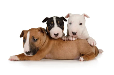 핏불테리어 사진