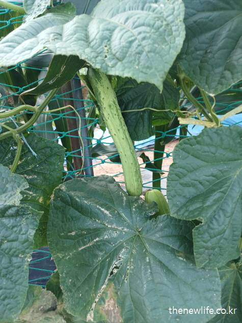 잎 사이로 연두빛의 싱싱한 오이가 맺혀 있는 모습-대표적인 오이효능- 피부 진정 &amp; 미백 효과에 적합한 오이 실물 사진