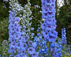 락스퍼 이미지 사진