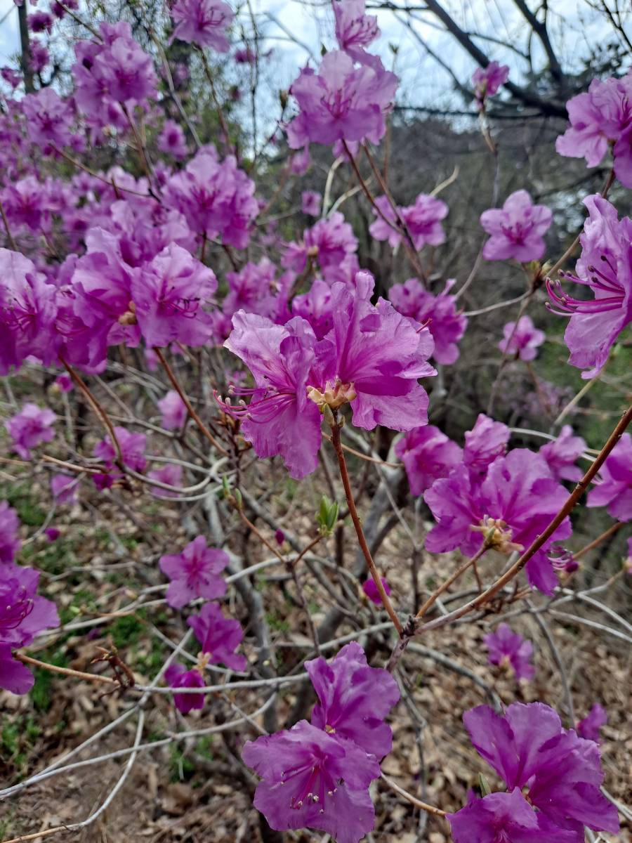 짙은 분홍 진달래들