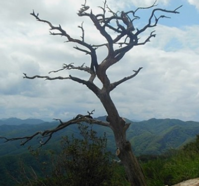 &amp;#39;피톤치드&amp;#39; 걷기좋은 휴양림 BEST 8곳