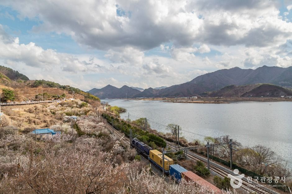 양산 원동 순매원 : 철길과 낙동강, 그리고 매화가 만나는 곳