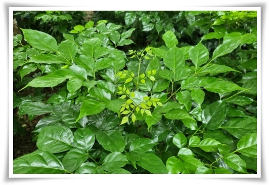 &quot;녹보수 키우기&quot; 집안에 행복과 행운을 불러오는 녹색의 보석 화초!