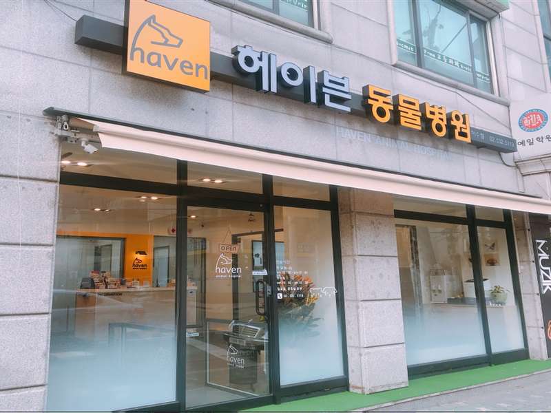3.1 헤이븐동물병원의 특화된 서비스