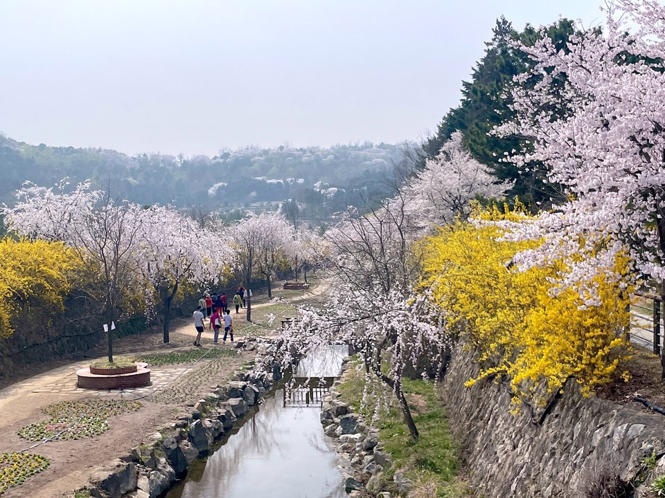 벚꽃