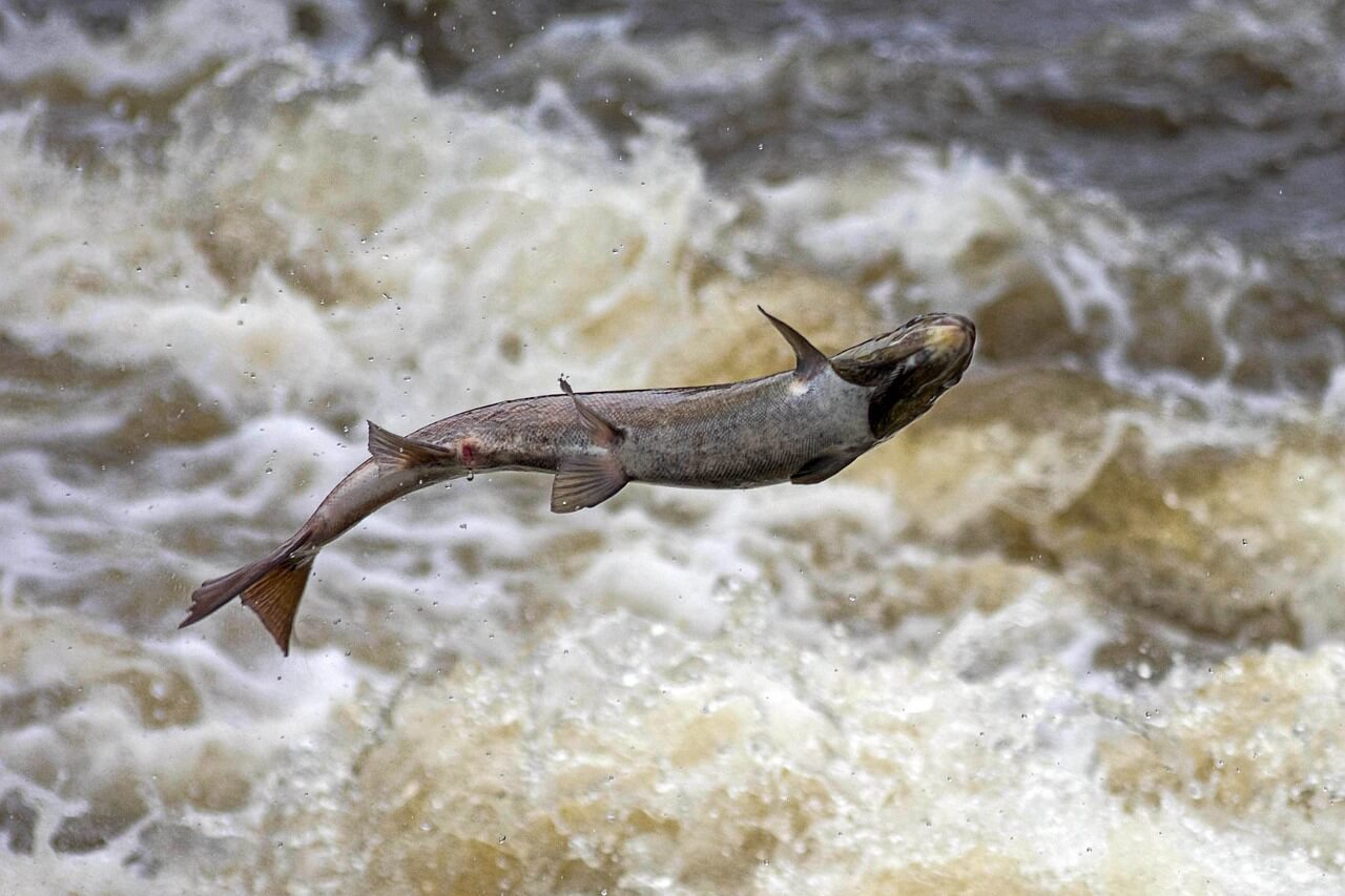 화천 산천어 축제 준비물