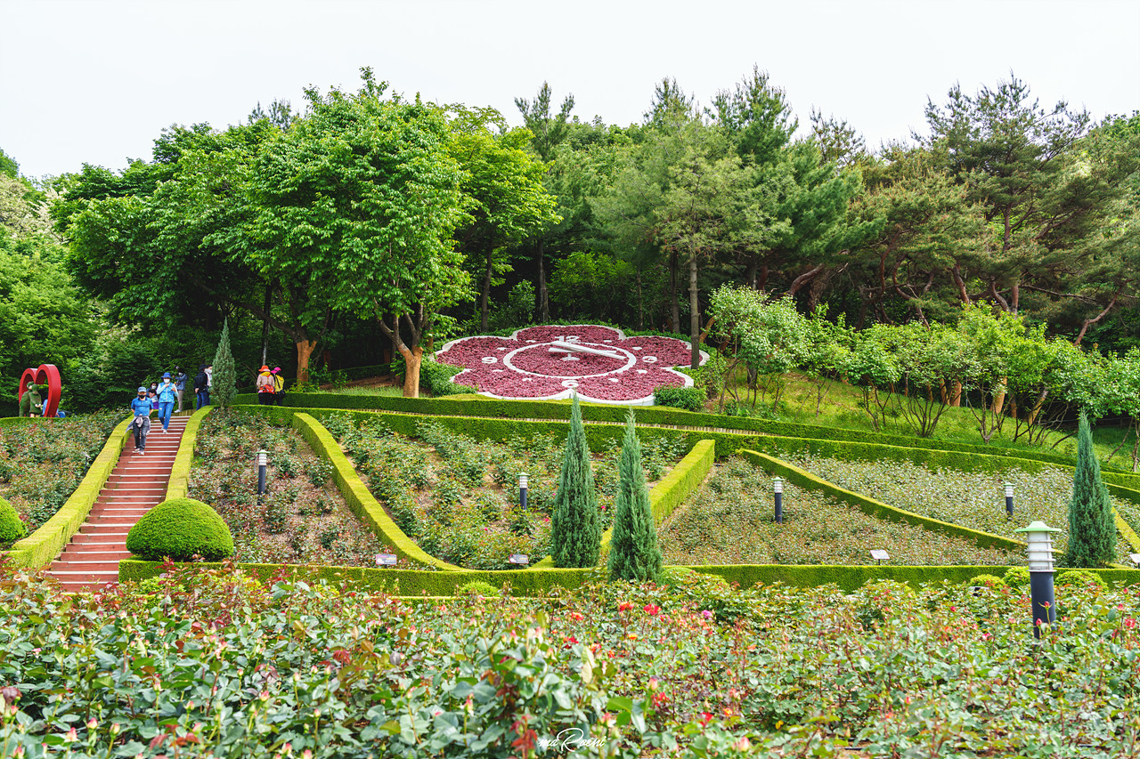 백만송이장미원