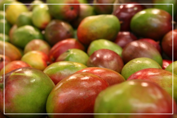 애플망고의 주요 영양 성분