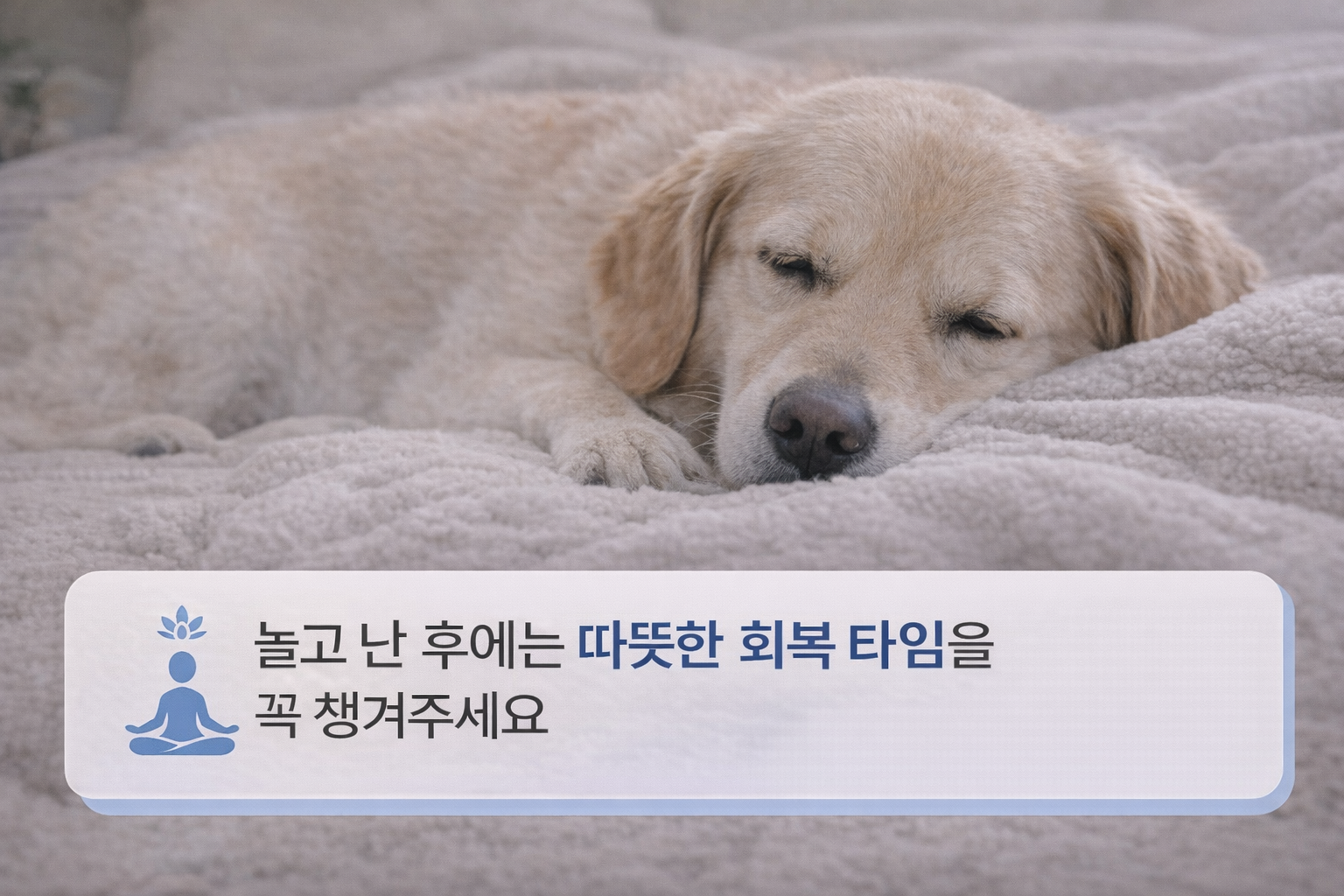 alt="담요 위에서 편안히 쉬는 강아지"