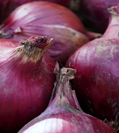 양파 효능 사진44