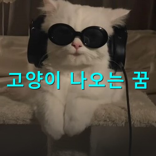 하얀-고양이가-검정-썬그라스를-끼고-검정-헤드폰을-끼고-음악을-듣고있는-모습
