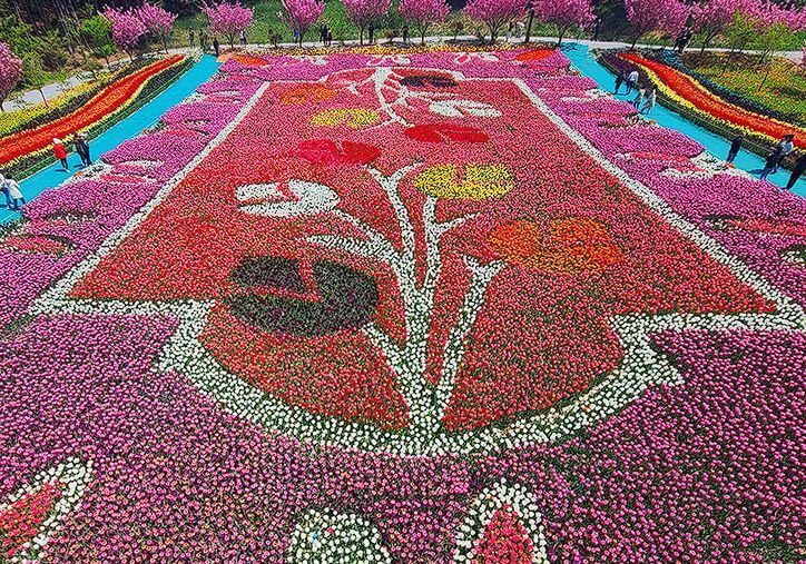 태안 튤립축제 기간&amp;#44; 입장료&amp;#44; 주차장