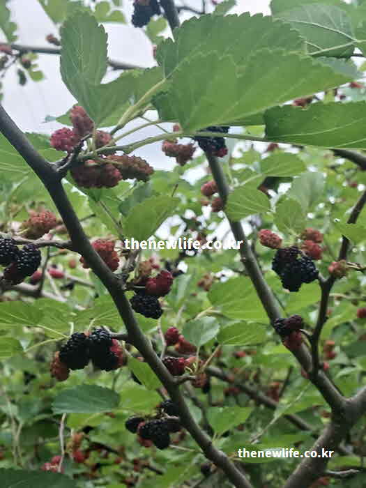 오디 효능 요리
