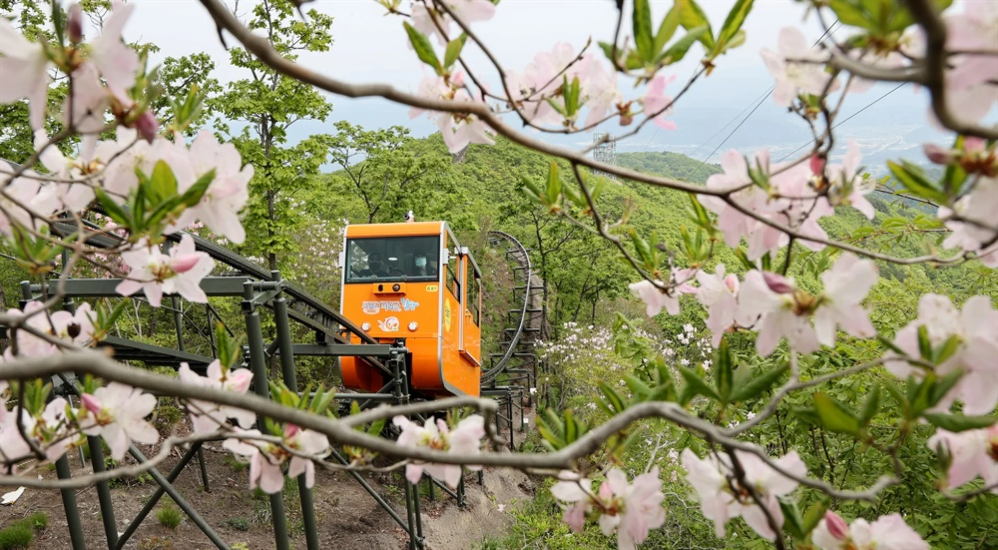 대봉산 모노레일 예약