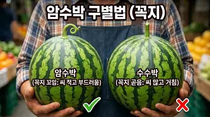 꼭지로 암수박 구별하는 법: 꼭지가 돼지꼬리처럼 꼬인 '암수박'(씨 적고 부드러움, 초록 체크) vs 꼭지가 곧게 뻗은 '수수박'(씨 많고 거침, 빨간 X) 비교