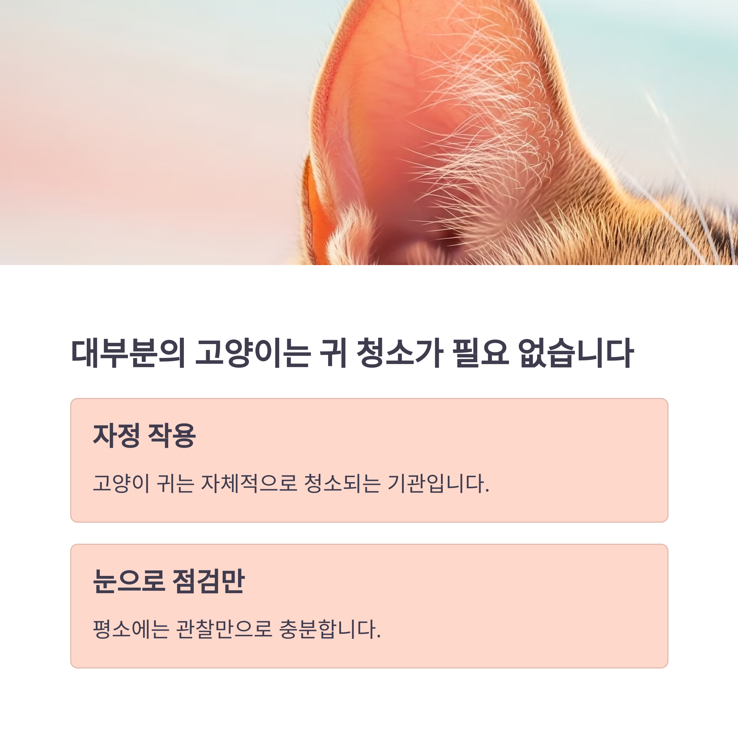 대부분의 고양이는 귀 청소가 필요 없습니다