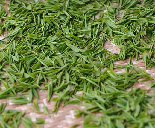 항염 작용을 가진 천연 차 녹차