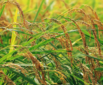 식탁의 중심인 쌀