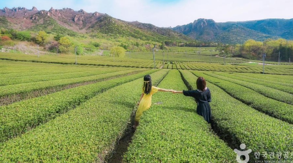 강진-녹차밭-사진[출처-한국관광공사]