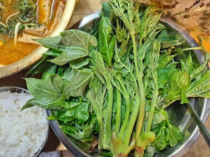 쌉싸름해서 더욱 입맛 돋구는 엄나무 순 7가지 효능과 부작용 