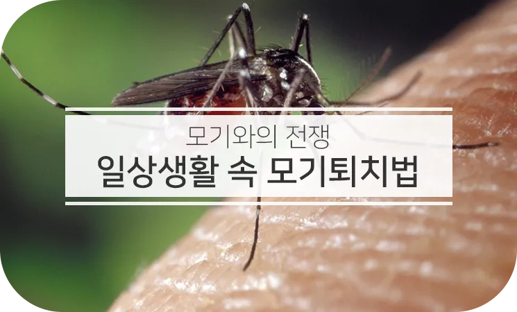 모기 박사님 추천 모기 퇴치법과 여름철 모기 없는 집 만들기 실전 전략_5