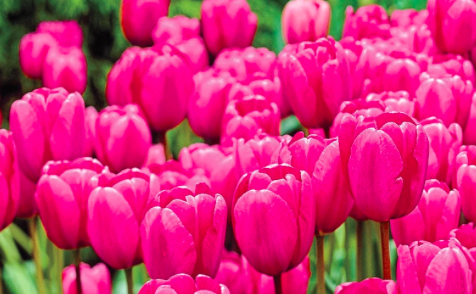 Pink Impression Tulip