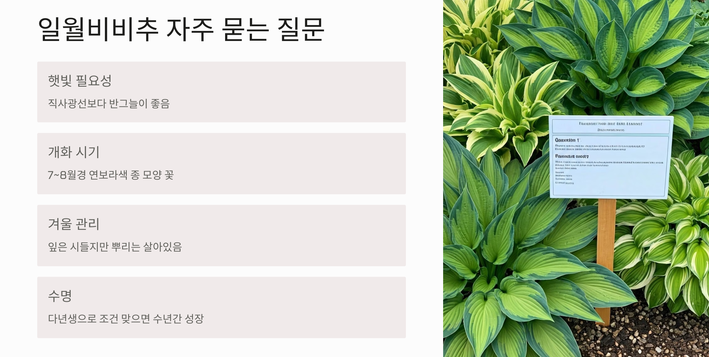 일월비비추