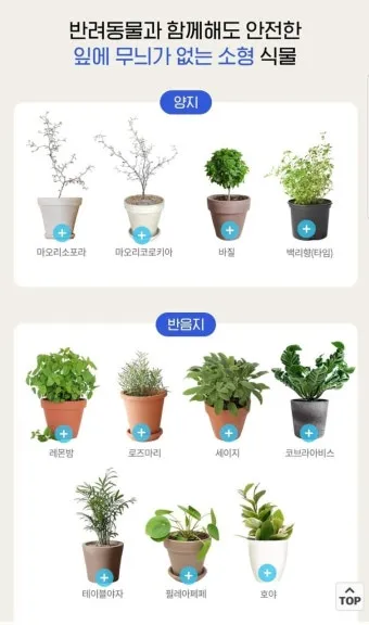 반려동물 안전 실내 식물선택 독성체크 배치높이 관리 간단 가이드_16