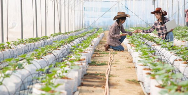 공익직불금 신청