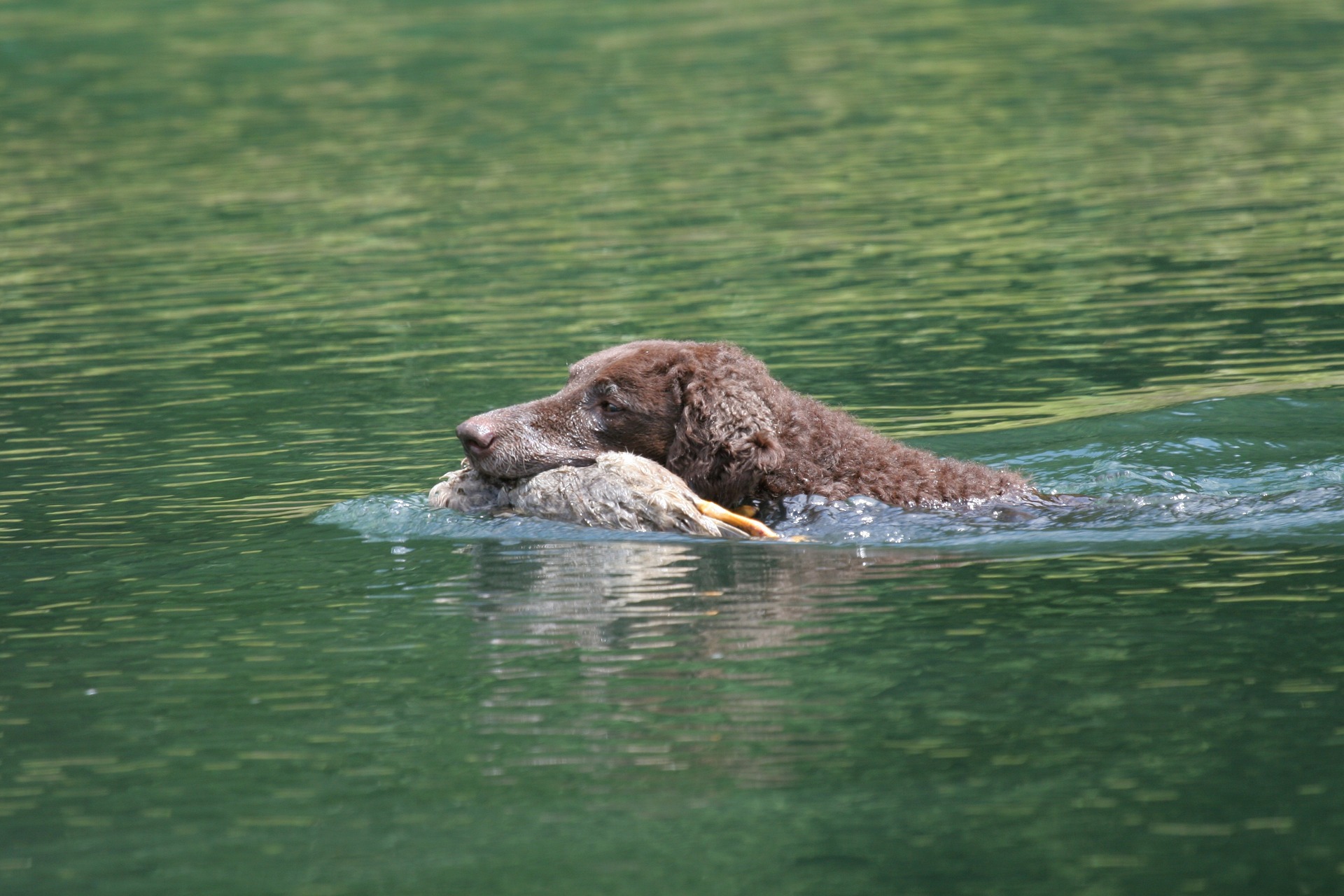 Curly coated retriver&#44;리트리버 &#44;반려견&#44; 컬리코티드리트리버
