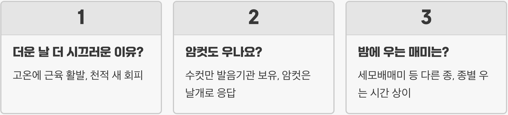 유지매미가 시끄럽게 우는 진짜 이유, 단순한 구애 그 이상의 의미