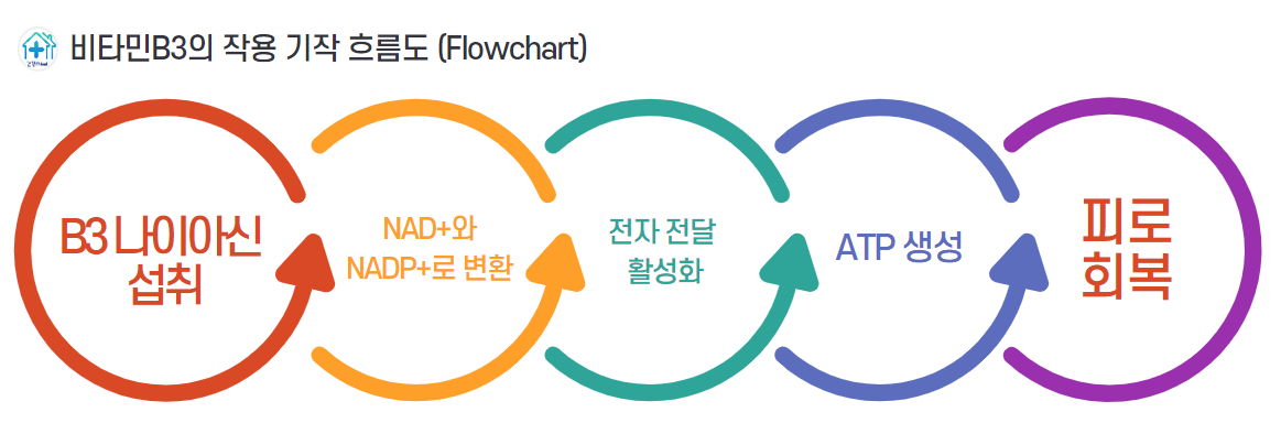 비타민 B3는 니코틴아미드 아데닌 다이뉴클레오타이드(NAD+) 및 NADP+ 형태로 체내에서 사용되며 이들은 세포 내 에너지 생산을 위한 산화환원 반응의 중요한 매개체입니다. 특히 NAD+는 시트르산 회로와 산화적 인산화 과정에서 전자전달을 통해 ATP를 생산하는 데 관여합니다.