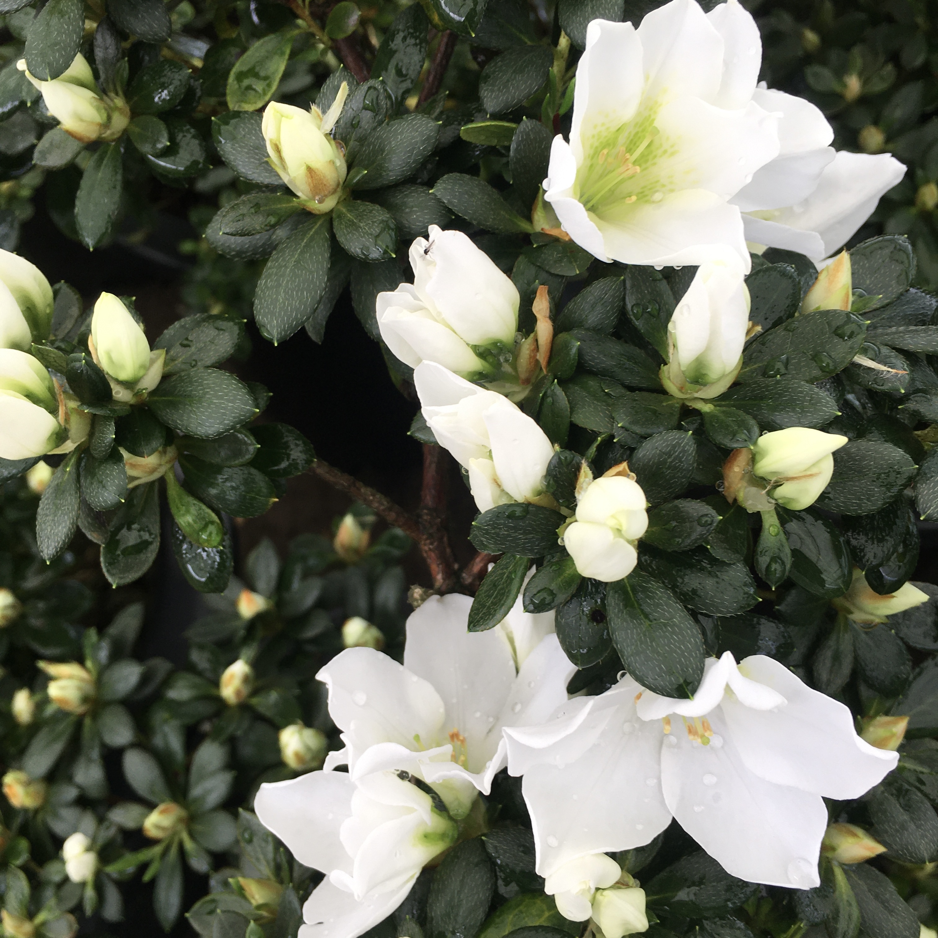 철쭉 아잘레아 삽목 방법&amp;#44; 심는 방법&amp;#44; 가지치기